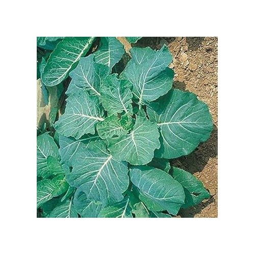 Georgia Collard Greens Seeds [neera-v5-7f0fb4f427555f2897d1]