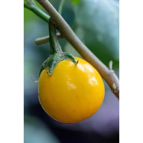 Heirloom Non-GMO Yellow Eggplant Vegetable Seeds for Home Garden Planting [neera-v5-7f1a0540503148323948]