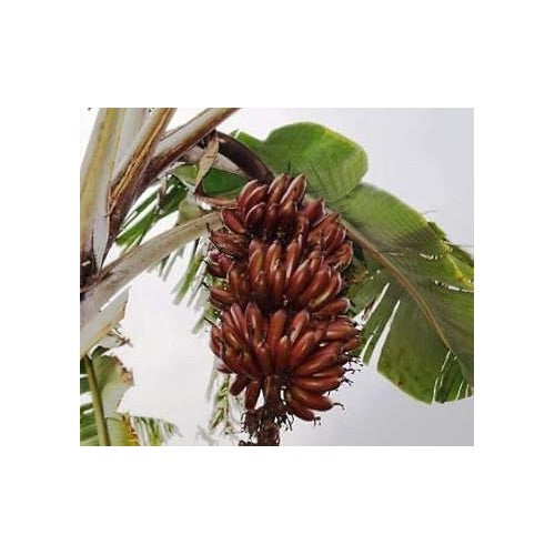 Brown Banana Fruit Seeds for Planting [neera-v5-7f1b420ae7c46fc0045a]