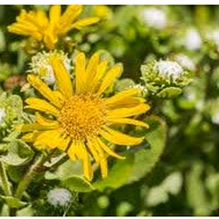 Organic Heirloom Grindelia Flower Seeds for Planting [neera-v5-7f1b690c7ac074dbd11d]