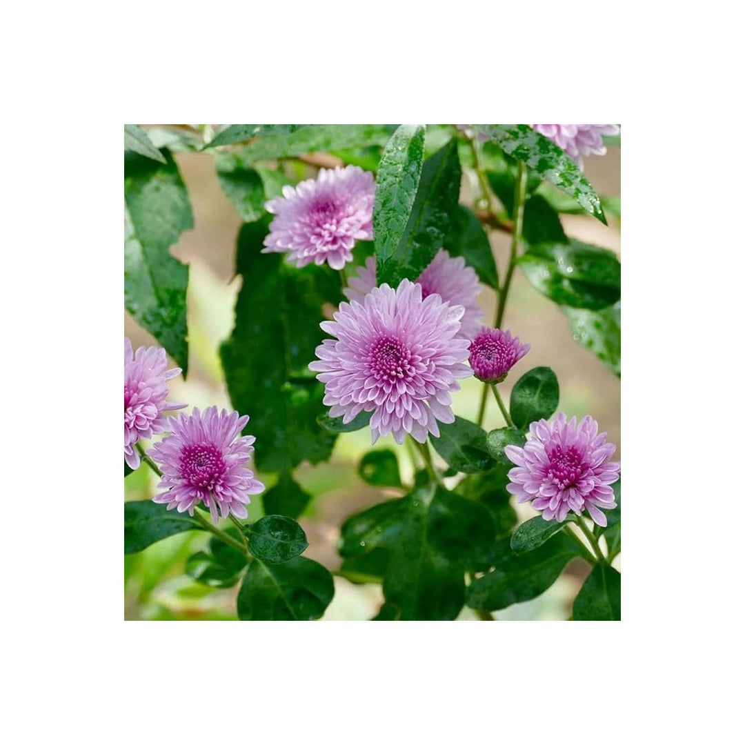 Chrysanthemum Chrysanthemum Morifolium Flower For Planting In Backyard Gardening Decorative [neera-v5-7f1ccb923892c6615feb]