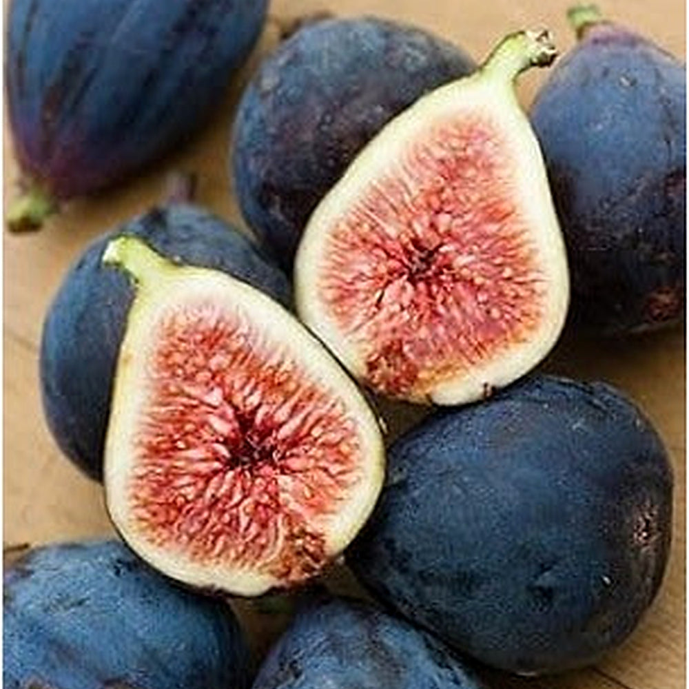 Black Mission Fig Seeds [neera-v5-7f2147d30173ffc77072]