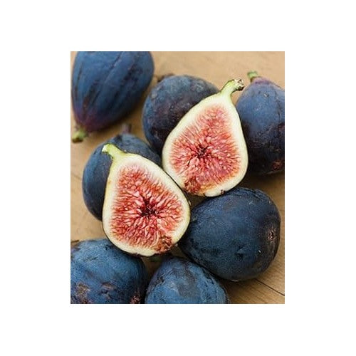 Black Mission Fig Seeds [neera-v5-7f2147d30173ffc77072]