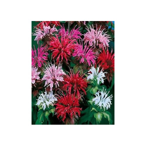 Organic Heirloom Monarda Flower Seeds for Planting [neera-v5-7f26a63dffe4c79360ae]