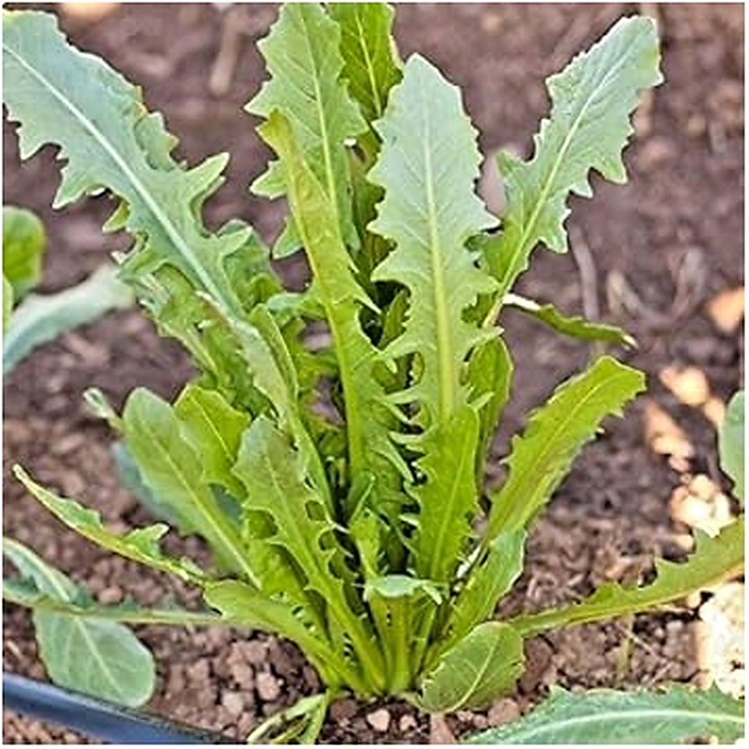 Green Catalogna Seeds for Planting [neera-v5-7f288d44c83992e4e104]