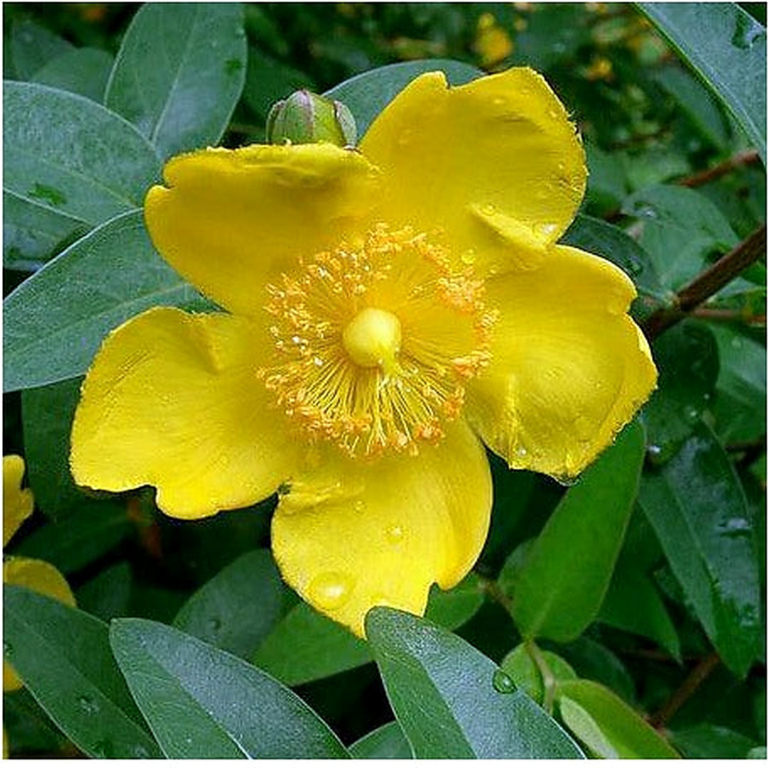 Hypericum Patulum Plant Seeds [neera-v5-7f28c7932d1be9422458]