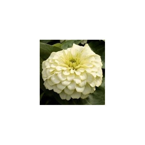 Heirloom Magellan Ivory Zinnia Flower Seeds for Planting [neera-v5-7f2a51ccceda6db803d4]