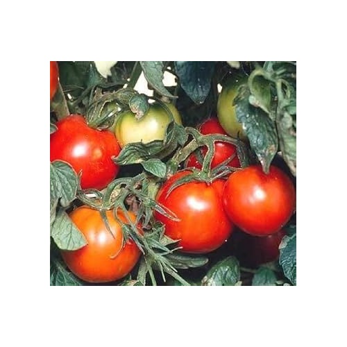 Red Siberian Tomato Seeds for Planting [neera-v5-7f30d78f47b77542e786]