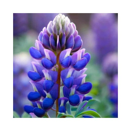 Arroyo Lupine Planting Non Gmo Store Heirloom Flower Seeds Home Garden Planting, Ornamental [neera-v5-7f3631858a1cdef9f5b0]