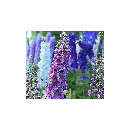 Delphinium Pacific Hyb Deluxe Mix Fresh Flowers Flower Seeds Home Garden Planting, Lush Organic [neera-v5-7f3dd21c079fddd8d3ec]