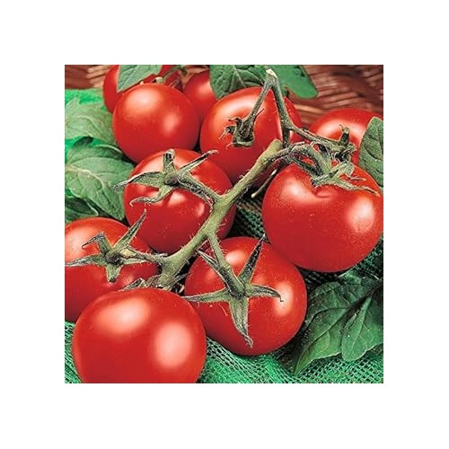 Heirloom Red Tomato Seeds for Planting [neera-v5-7f489155e2866cd0a0f1]