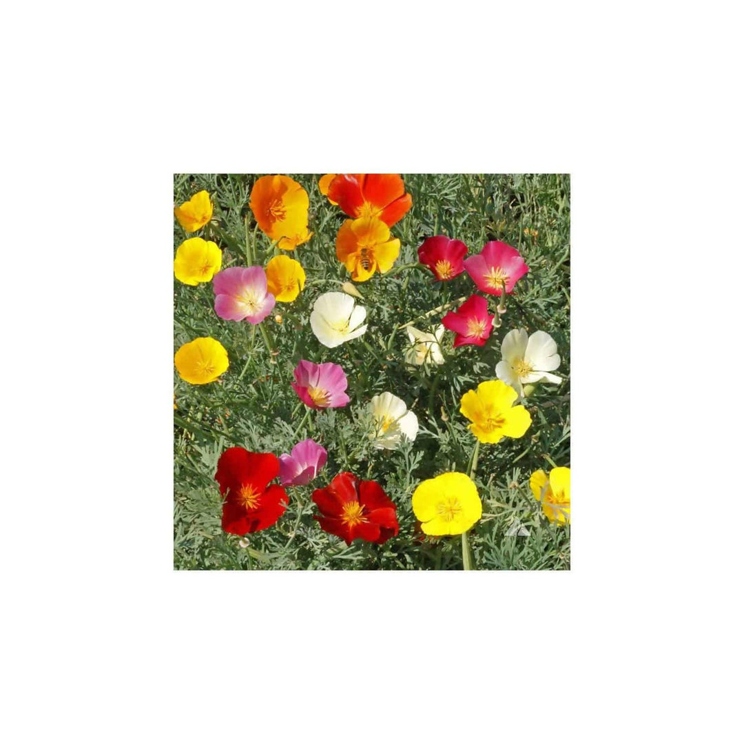 California Poppy Mixed Native Wildflower Flower Seeds for Home Garden Planting, Vibrant Organic [neera-v5-7f5d685d90725cb05d00]