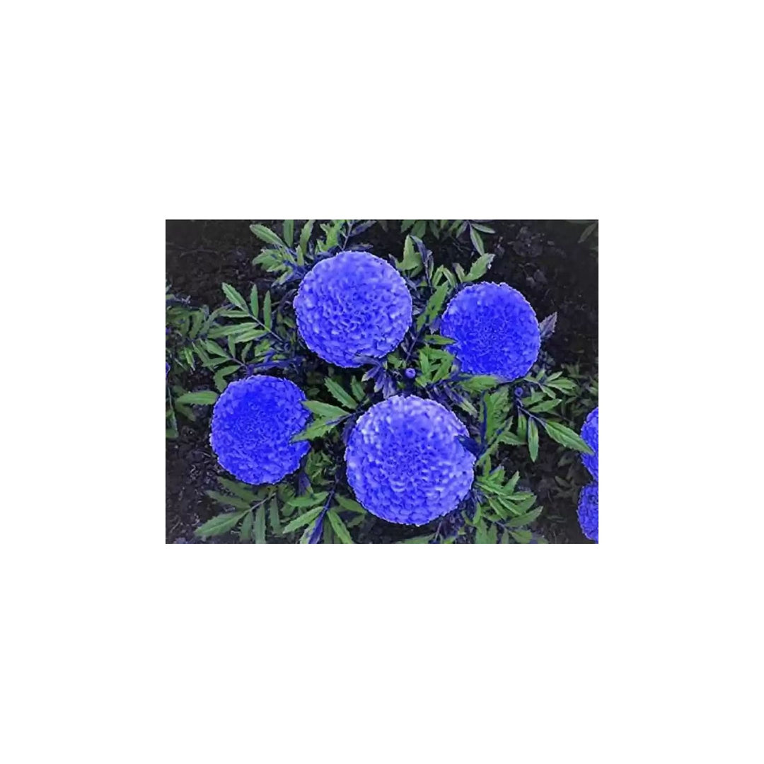 Marigold Flower Pc For Planting Flower Seeds for Home Garden Planting, Exotic Organic Blooming [neera-v5-7f68e188b854f38f0904]