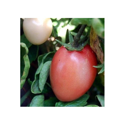 Pink Tomato Seeds for Planting [neera-v5-7f6975282bf86d1402c6]
