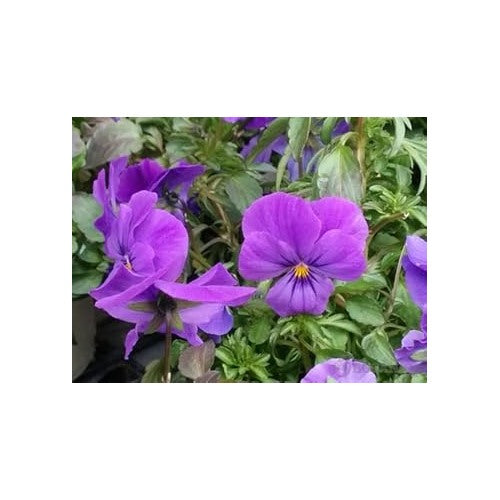 Heirloom Non-GMO Purple Pansy Flower Seeds for Garden Planting [neera-v5-7f8edf481f956eb76660]