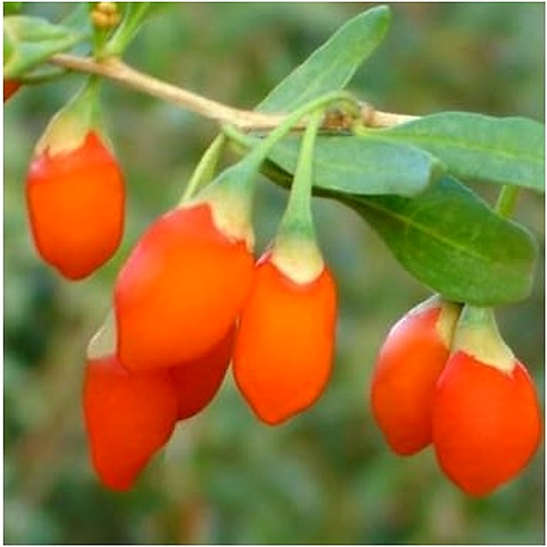 Goji Berry Fruit Seeds [neera-v5-7f8fc29c15999e3a9770]