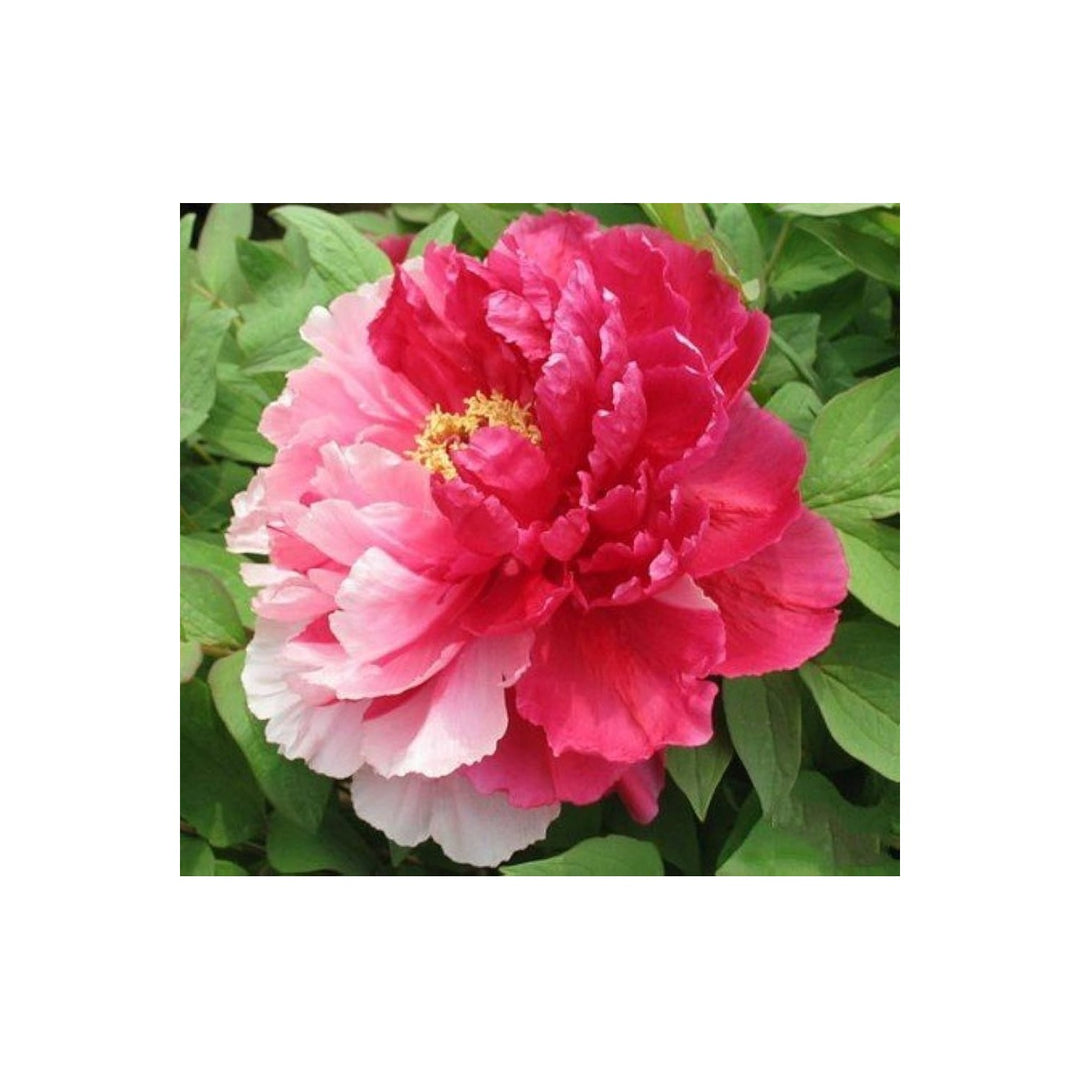 White Peony Paeonia Lactiflora Flower For Planting Potted Bonsai Variety Ideal For Indoor Or [neera-v5-7f925e40aeba3b56cb09]