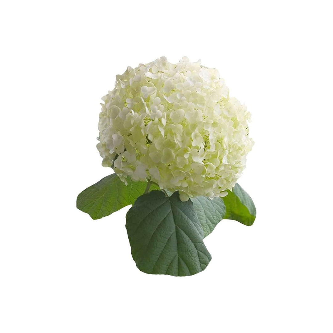 White Hydrangea Hydrangea Macrophylla Flower For Decorative Backyard Gardening And Seasonal Blooms [neera-v5-7f986986d600ea946c0d]
