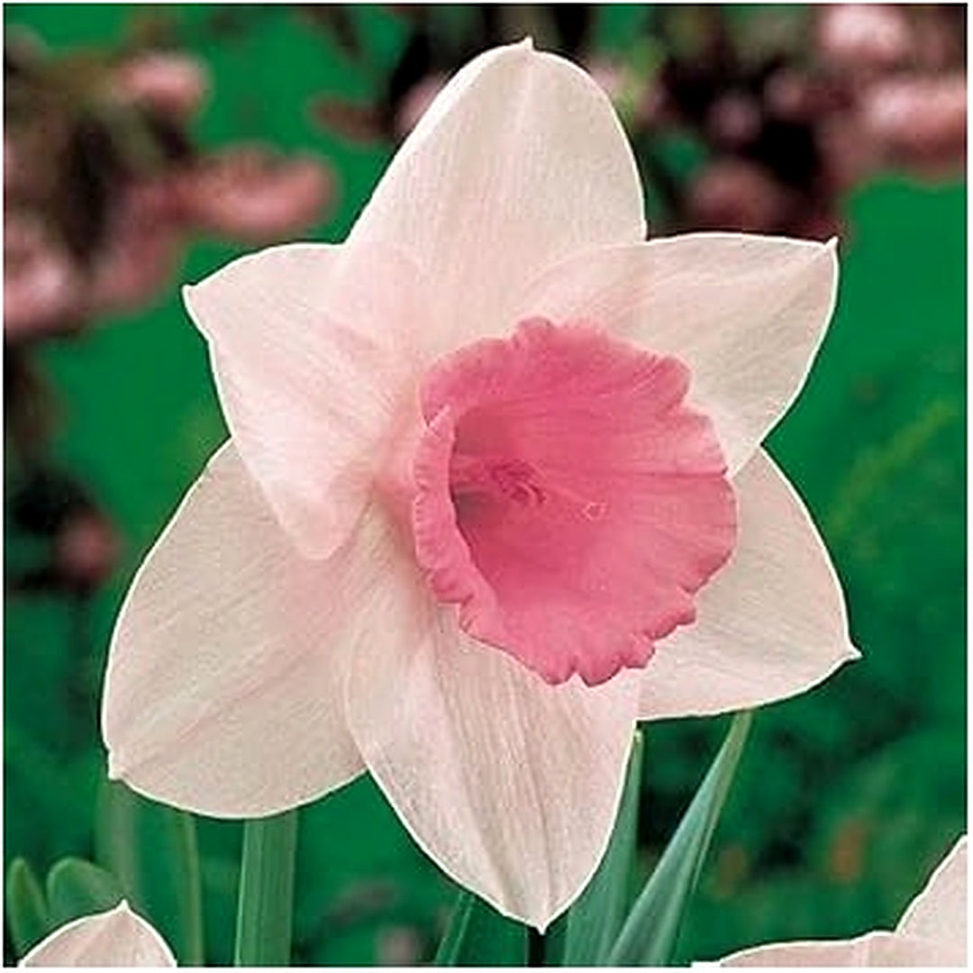 Pale Pink Narcissus Seeds for Planting [neera-v5-7f9e529a34212a3f4b1b]