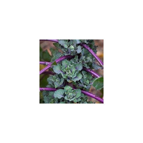 Purple Kalettes Vegetable Seeds for Planting [neera-v5-7faf3f20327a9178daba]