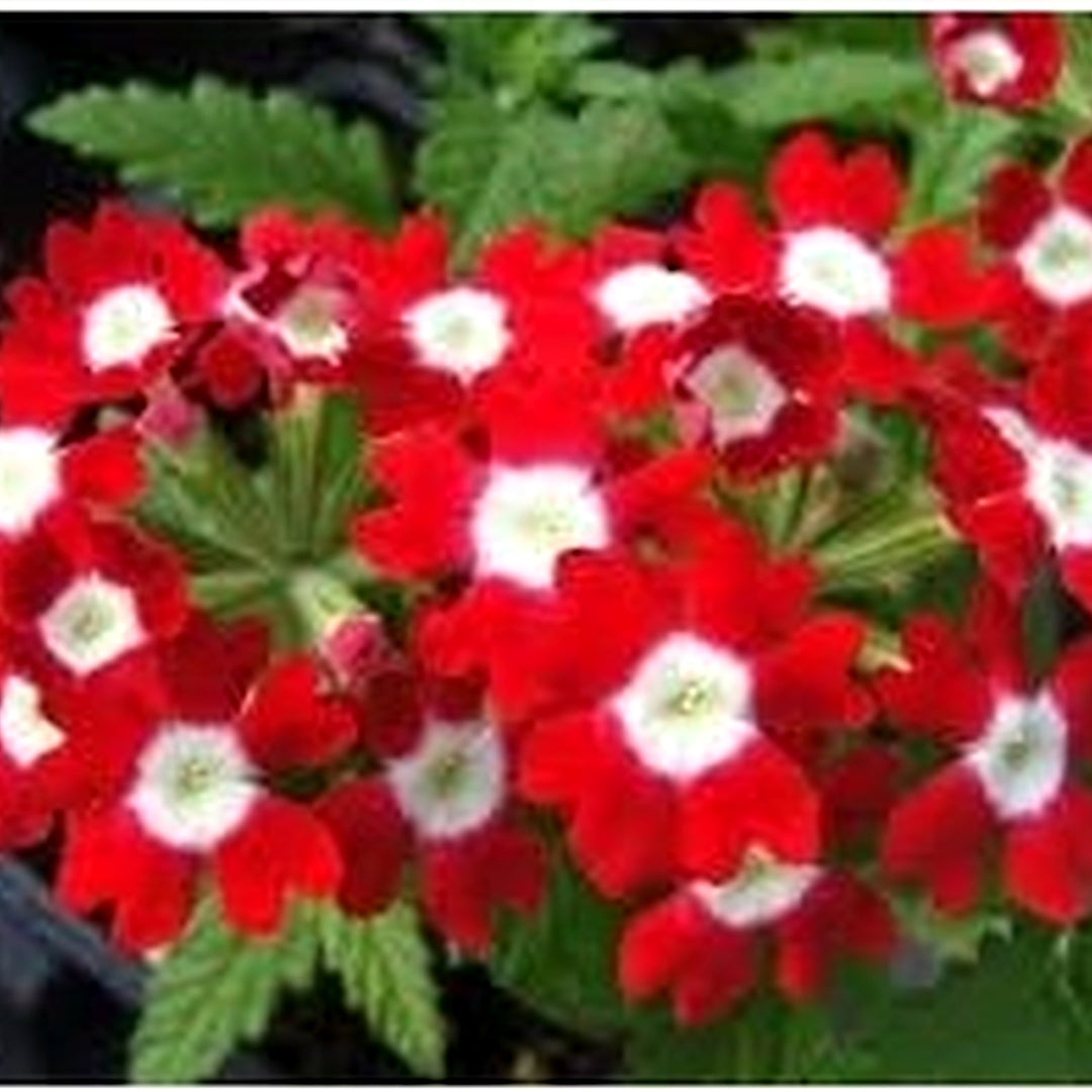 Red White Verbena Flower Seeds for Planting [neera-v5-7fb20e2481110f44fe15]