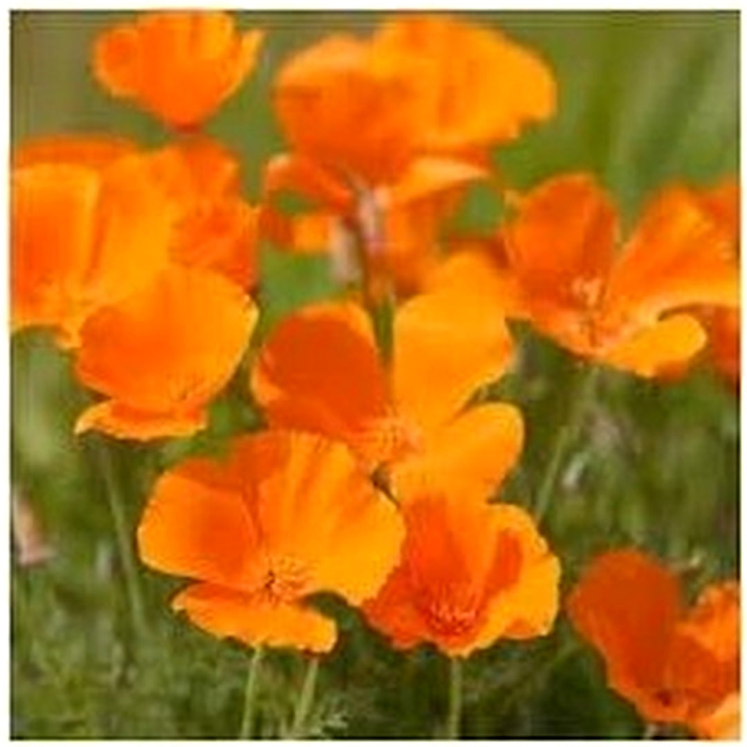 Heirloom Non-GMO Californica Flower Seeds for Planting [neera-v5-7fba21adff3341d1e7f7]