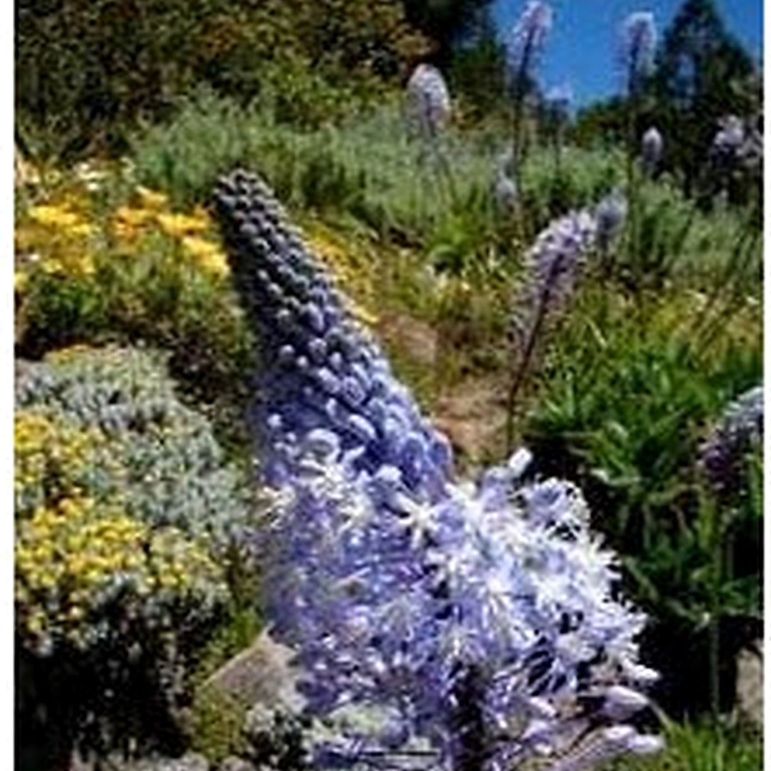 Merwilla Flower Seeds for Planting [neera-v5-7fc4c3e141c5c32d433e]