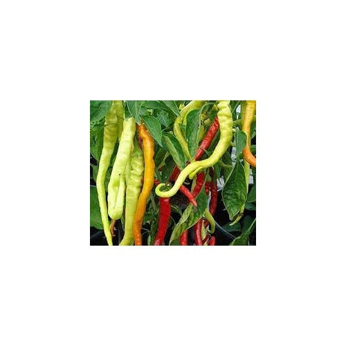Corbaci Pepper Seeds for Planting [neera-v5-7fc7076cbb8611e471b6]