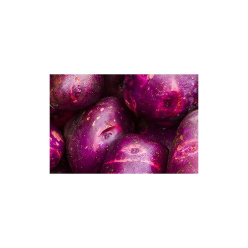 Heirloom Sweet Potato Vegetable Seeds [neera-v5-7fcae734a2e71cad6aa3]
