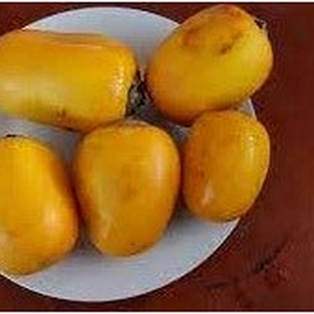 Ilex Verticillata Seeds [neera-v5-7fe169d425bb7afc0eb5]