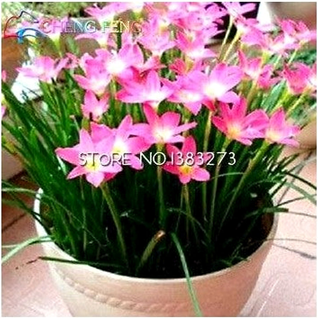 Heirloom Non-GMO Pink Zephyranthes Flower Seeds [neera-v5-7fe3f5f3308cbe739757]