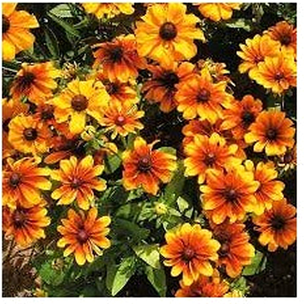 Yellow Rudbeckia Goldstrum Flower Seeds for Planting [neera-v5-7ff5c1bdd340a9b75f0d]
