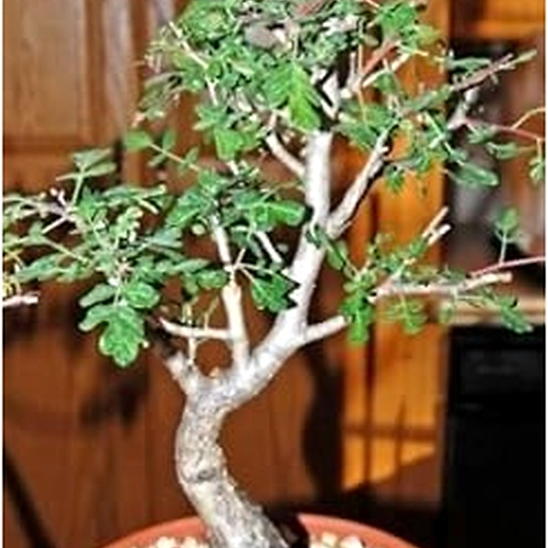 Green Pachycormus Discolor Seeds for Planting [neera-v5-7ffde54253e21d4cead4]