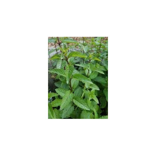 Mint Plant Seeds for Aromatic Herb Gardens and Culinary Use [neera-v5-8010225a9156b4b3f28a]