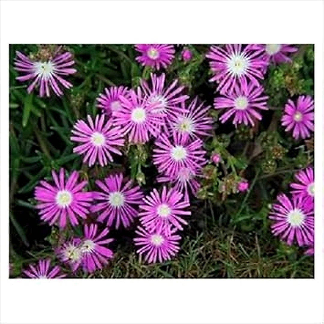 Pink Delosperma Flower Seeds for Planting [neera-v5-801206b17a40a6fe85de]