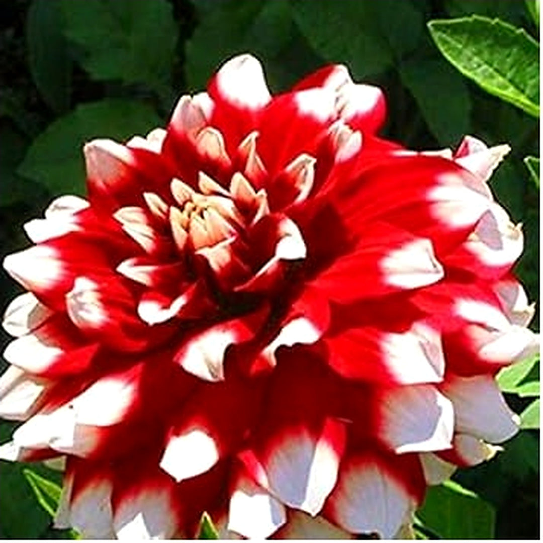 White & Red Dahlia Flower Seeds for Planting [neera-v5-8021b94f5c40d103efa5]