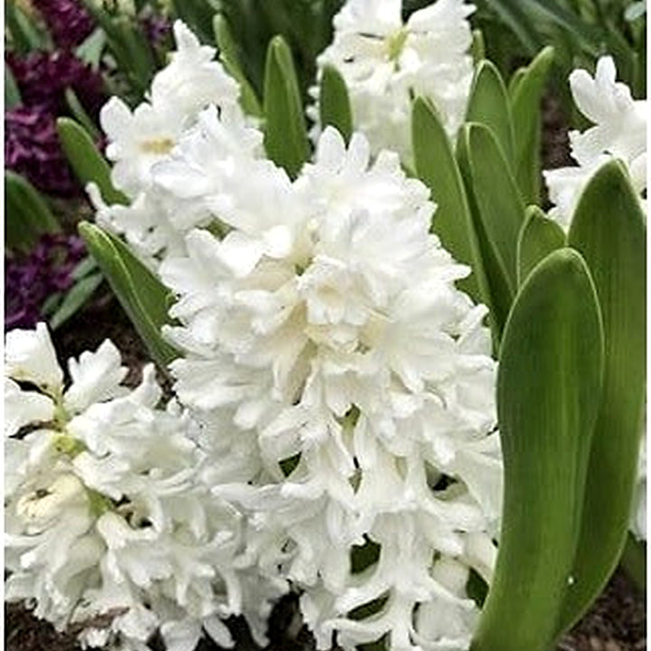 Hyacinthus Orientalis White Flower Seeds for Planting [neera-v5-8023a1d8c794a683a431]