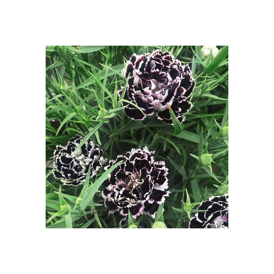 Black Carnation Dianthus Caryophyllus Flower For Indoor Pots Flower Seeds for Home Garden Planting, [neera-v5-802db637499e6e434846]