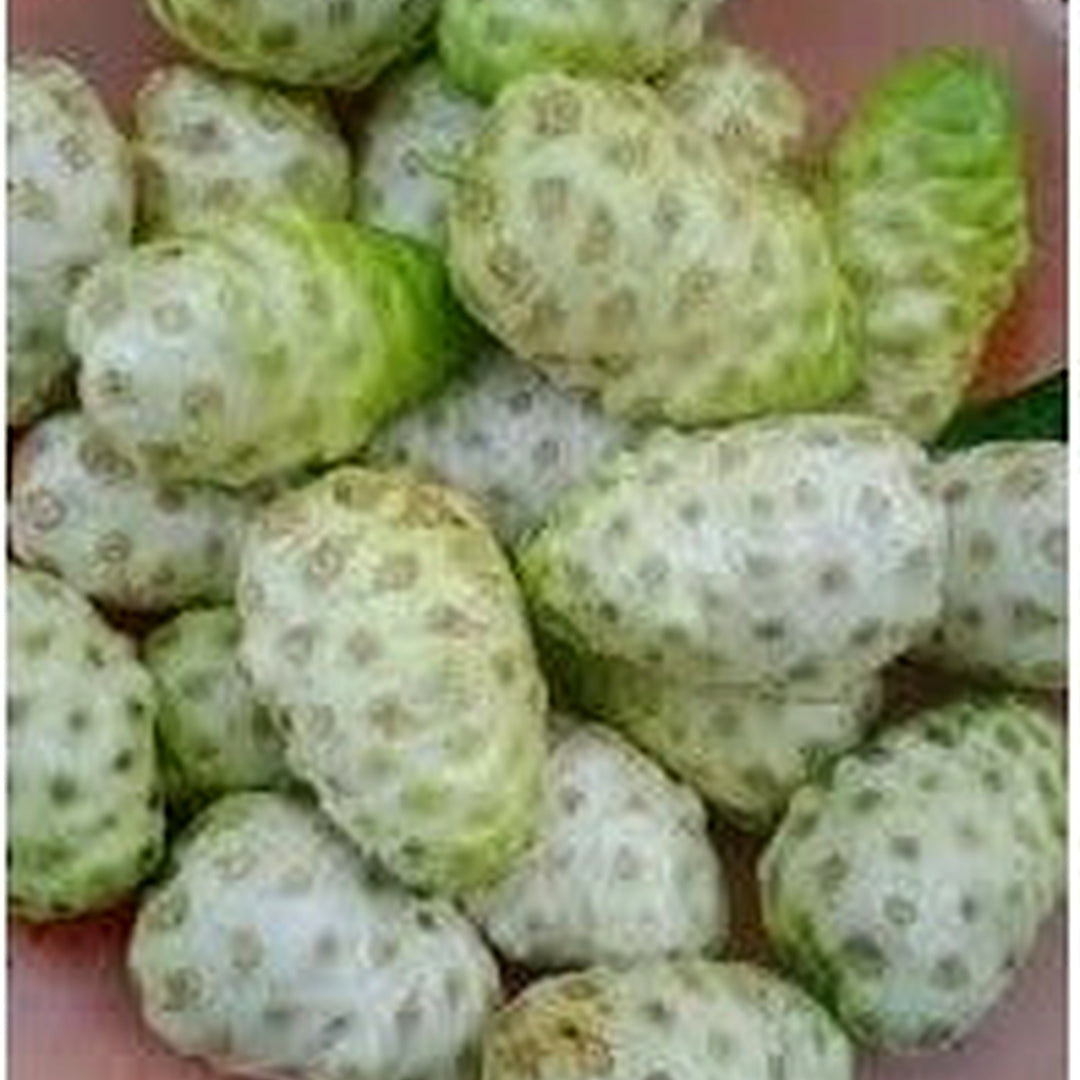 Noni Fruit Seeds for Planting [neera-v5-80328b66712bd9414826]