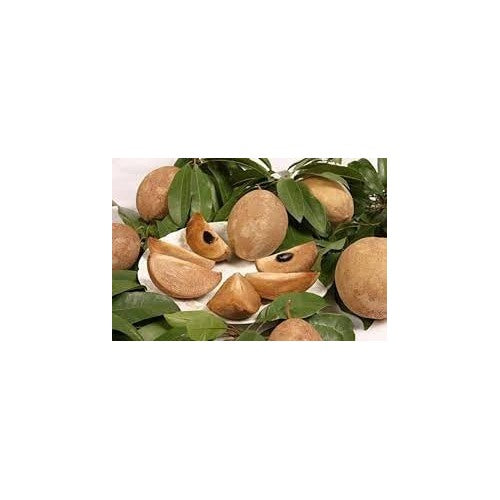 Sapodilla Fruit Seeds for Planting [neera-v5-803bc30c54fd549e9620]