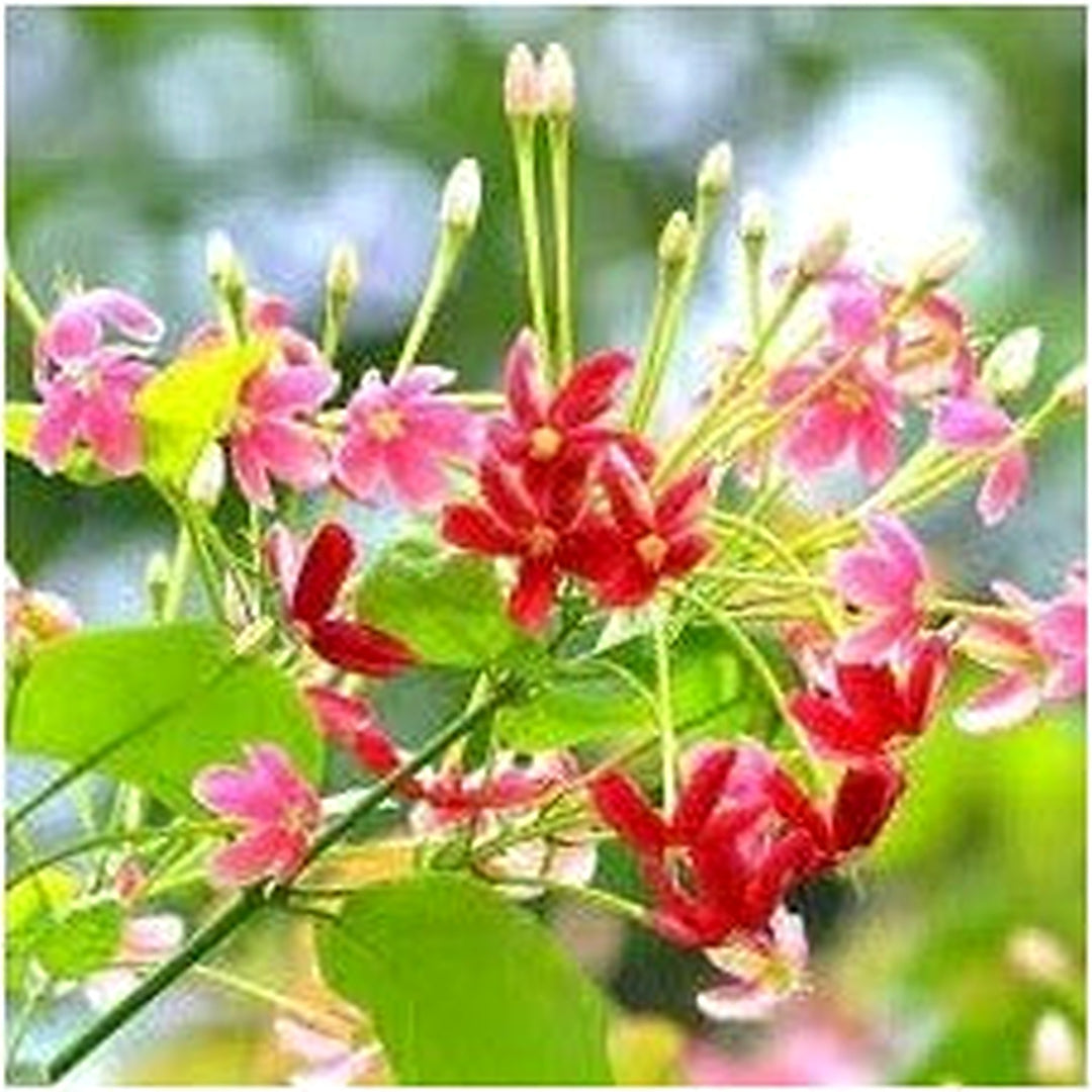 Quisqualis Indica Flower Seeds [neera-v5-8047f86f1f93f0e6b9fc]