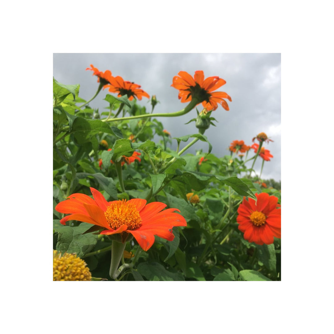 Orange Tithonia Flower For Bright Gardens Flower Seeds for Home Garden Planting, Decorative Organic [neera-v5-804bc73ef5507740d403]