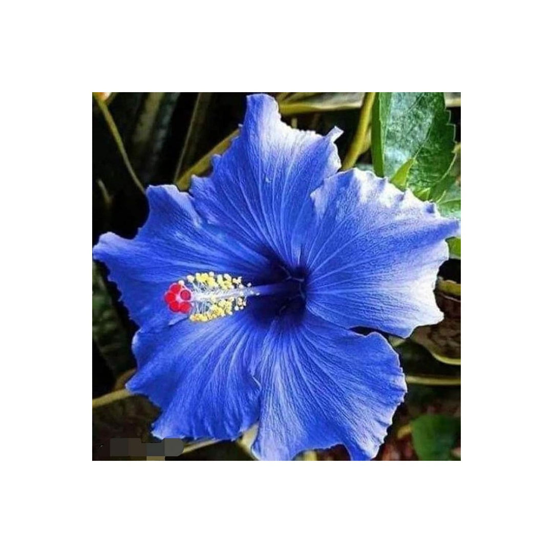 Heirloom Hibiscus Bonsai Flower Unique Garden Bloom Flower Seeds for Home Garden Planting, Colorful [neera-v5-804d4b2330412f5c1b49]