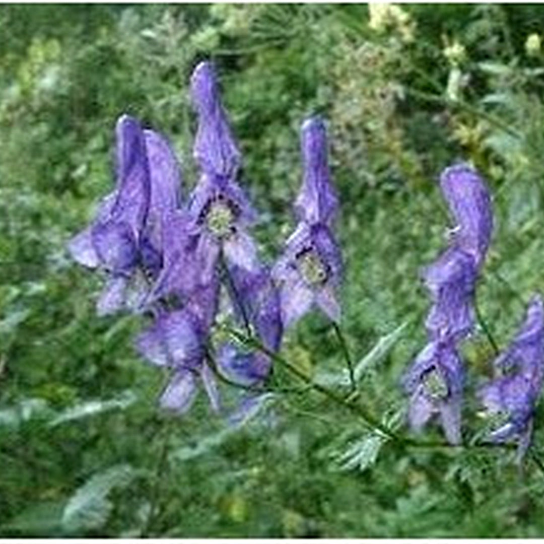 Heirloom Aconitum Flower Seeds for Garden Planting, Non-GMO, Monkshood Blooms for Borders [neera-v5-804fa58803d2da8e2dd9]