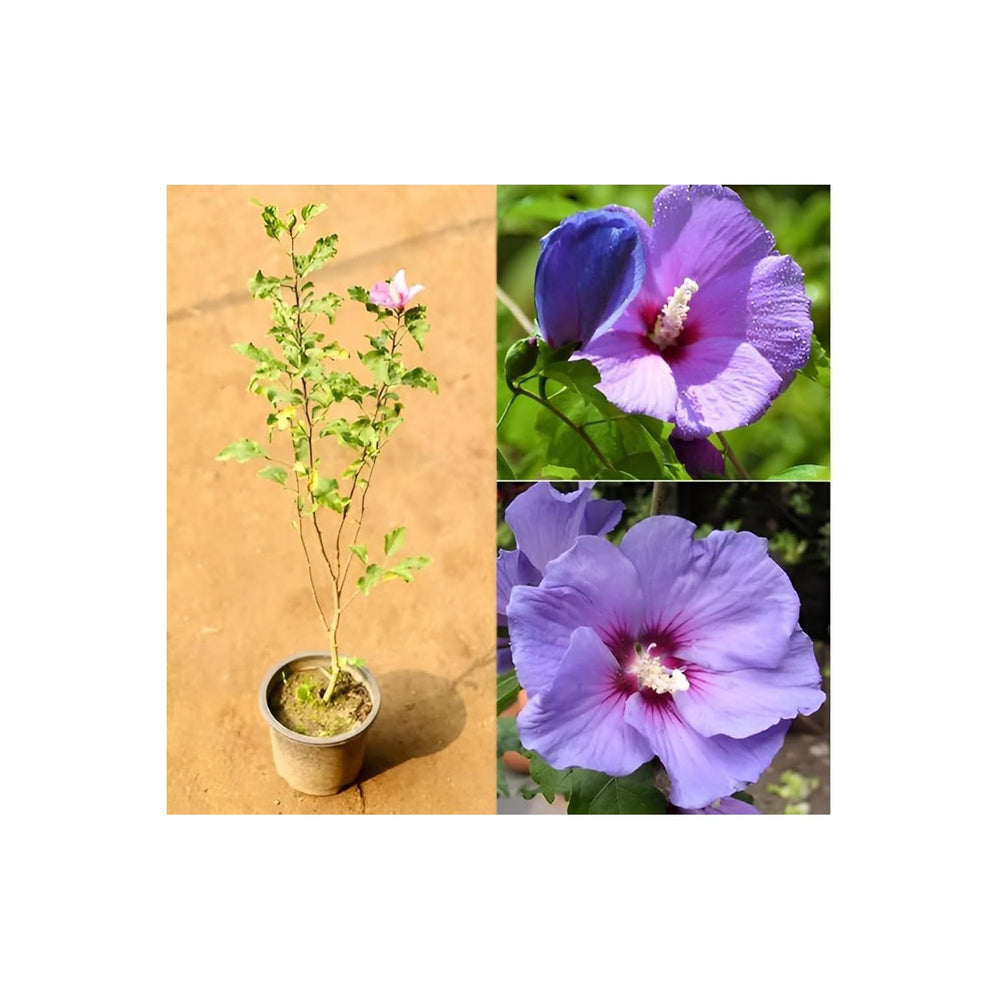 Lavender Hibiscus Hibiscus Moscheutos Mist Flower For Planting Ideal For Backyard Gardening [neera-v5-8057c905e5cce88cd47d]