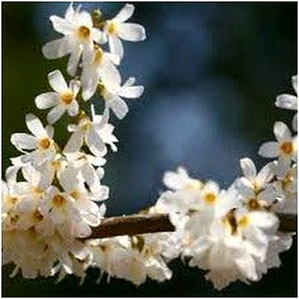 White Forsythia (Abeliophyllum distichum) Flower Seeds for Planting | Heirloom Non-GMO High Germination Seeds [neera-v5-805b71b77297b33bc70a]