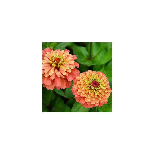 Lime Orange Zinnia Flower Seeds for Planting [neera-v5-80767357b9991570117b]