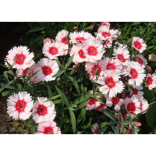 Organic White Mix Dianthus Flower Seeds for Planting [neera-v5-807ca8b729d96da7e5c5]