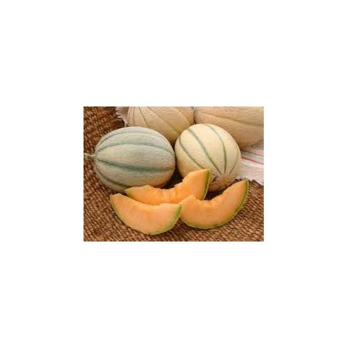 Yellow Cantaloupe Fruit Seeds for Planting [neera-v5-8082802d4f1feb9b9d24]