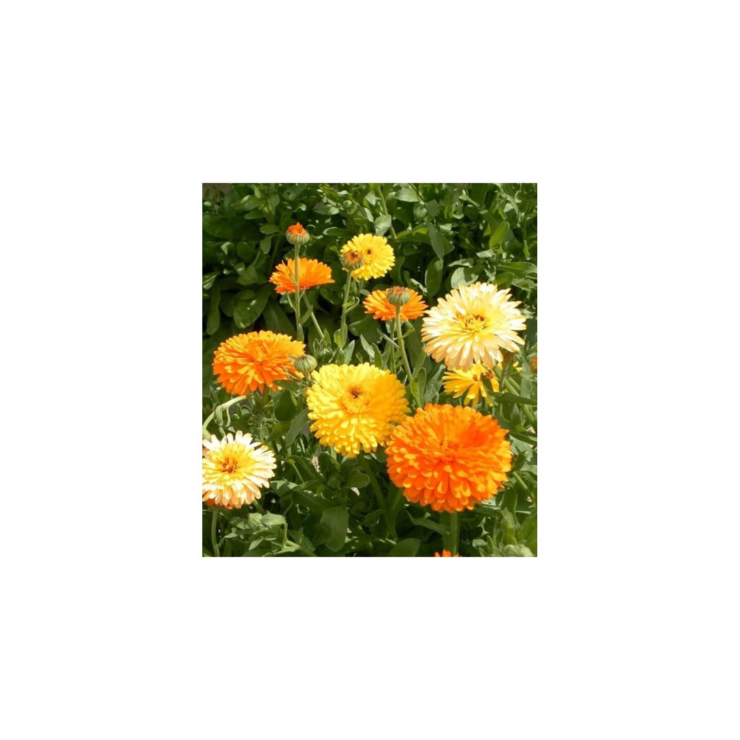 Calendula Calendula Officinalis Pacific Mix Flower For Planting In Home Garden Or Borders Flower [neera-v5-8089af9453e9987f5d16]